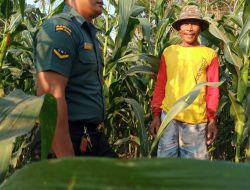 Panen Jagung, Petani Ngobrol dengan Babinsa Berharap Harga Tidak Anjlok