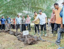 Kenalkan Pupuk Organik Limbah Sawit, Bupati Zahir : Bisa Jadi Alternatif Atasi Kelangkaan Pupuk,