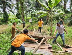 Kapolsek Indrapura AKP Jonni H Damanik SH MH “” Menindak Lanjuti “”Peredaran Narkotika Jenis Sabu..