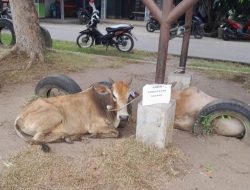 Pemkab Batu Bara Serahkan 30 Ekor Hewan Qurban ke Masyarakat.