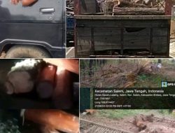 Periksa dan Tangkap Para Pencuri Kayu di duga Terjadi di Lahan Perhutani D2 Kecamatan Salem Kabupaten Berebes