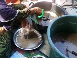 Demi Menangkan BAHAGIA, Warga Pematang Rambai Nekat Bagikan Bubur Gratis