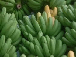 Masyarakat Petani pisang Mengeluh Harga Pisang Anjlok Tidak Sebanding Harga Pupuk.