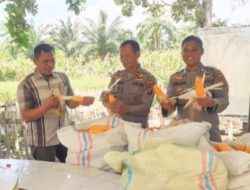 Dukung Ketahanan Pangan, Polsek Indrapura Panen Jagung.