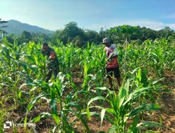 Babinsa Koramil 1311-03/Petasia Dampingi Petani dalam Pemeliharaan Kebun Jagung di Desa Keuno Kabupaten Morowali Utara.