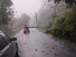 Cuaca ekstrem yang melanda sejumlah wilayah di Indonesia, Aliran Listrik Putus Akibat Banyak Tertimpa Pohon yang Tumbang Di Wilayah PLN ULP Majenang