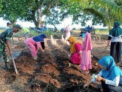 DUKUNG PROGRAM KETAHANAN PANGAN BABINSA KORAMIL 1311-06/BUNGKU UTARA DAMPINGI WARGA DESA BATURUBE TANAM CABAI*