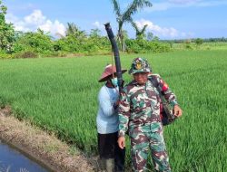 Babinsa Koramil 1311-06/Bungku Utara Dampingi Warga Desa Tirowangan dalam Penjemuran Padi