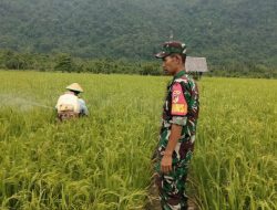 Babinsa Kodim 1311/Morowali Dampingi Perawatan Padi Sawah di Desa Opo Kabupaten Morowali Utara*