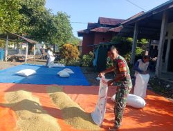 Babinsa Koramil 1311-06/Bungku Utara Bantu Warga Jemur Padi untuk Tingkatkan Produktivitas