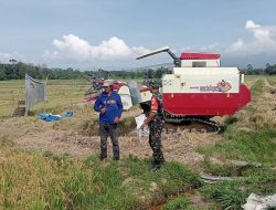 Babinsa Koramil 1311-05/Mori Atas Dampingi Petani Panen Padi di Desa Tomata Kabupaten Morowali Utara*