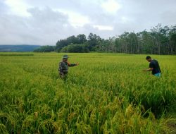 Babinsa Koramil 1311-05/Mori Atas Dampingi Petani Tingkatkan Ketahanan Pangan Wilayah Kabupaten Morowali Utara*