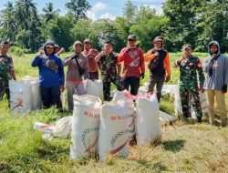 BABINSA KORAMIL 1311-06/BUNGKU UTARA GOTONG ROYONG BANTU PETANI PANEN PADI DI WILAYAH BINAAN*