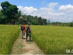 Babinsa Koramil 1311-05/Mori Atas Dampingi Petani dalam Program Ketahanan Pangan di Wilayah Binaan Kabupaten Morowali utara.