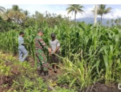 Babinsa Koramil 1311-06/Bungku Utara Dampingi Petani dalam Perawatan Tanaman Jagung di Desa Tirowangan Bawah Kabupaten Morowali Utara