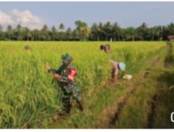 Babinsa Koramil 1311-01/Bungku Tengah Dampingi Petani Padi di Desa Lantula Jaya, Kabupaten Morowali Tingkatkan Produktivitas Pertanian