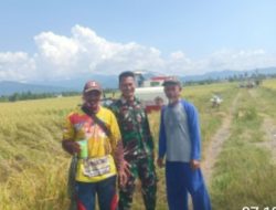 Babinsa Koramil 1311-06/Bungku Utara Serda Deni Sugiantoro Bantu Panen Padi Warga di Desa Tanasumpu Kabupaten Morowali Utara