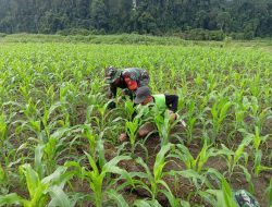 Babinsa Koramil 1311-03/Petasia Jalin Silaturahmi dan Dukung Ketahanan Pangan Kabupaten Morowali utara