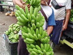 Pisang Barangan Terbesar di Batu Bara Tapi Sayang Nya Harga Pisang Sangat Menyedeh kan.