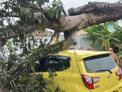 Sebuah Pohon Tumbang Timpa Mobil Milik Guru SD di Cilacap