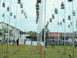 LPPC di Cilacap Diramaikan Ratusan Perkutut dari Berbagai Daerah