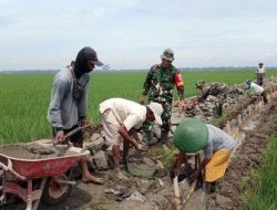Aksi TNI di Cilacap Bantu Petani Bangun Talud Guna Permudah Akses ke Sawah