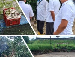 Jebol Limbah PKS PTPN IV Gunung Bayu Merugikan Warga Desa Mangke Ribuan Ikan Mati Akibat Keracunan
