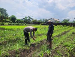 Polres Morowali Dorong Ketahanan Pangan: Bhabinkamtibmas Ubah Lahan Tidur Jadi Produktif