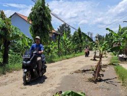 Kesal Tak Kunjung Diperbaiki, Warga di Cilacap Tanam Pohon Pisang di Jalan Rusak