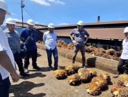 SEVP PTPN IV Lakukan Kunjungan Kerja di Kebun Bah Jambi dan Tinjowan