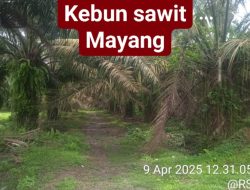 PTPN IV Regional II Unit Kebun Mayang Pohon Kelapa Sawit Kurang Perawatan, Produktivitas Terancam.