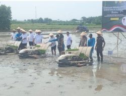 Gerakan Tanam Padi Serentak,Wagubsu Jajal Mesin