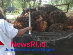 Tiga Pelaku Pencurian TBS di Kebun Mayang Afd.II Blok 15E PTPN IV Regional II Berhasil Ditangkap Security Kebun.