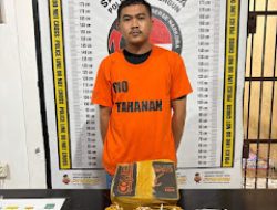 Jaringan Suro, Bamdar Narkoba Terungkap, Satu Tersangka Diamankan Sat Narkoba Polres Simalungun Di Gunung Melela.