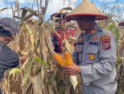 Polsek Indrapura Polres Batu Bara Dukung Penuh Program Persiden RI.Ketahan Pangan Bagi Petani Jagung.