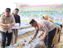 Kapolres Bersama Bupati Batu Bara Tinjau Masyarakat Lubuk Cuik Dalam Rangka Penanaman Cabai.