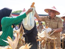 Sukseskan Swasembada Pangan, Wabup Batu Bara Ikut Panen Raya Jagung untuk ke-2 Kalinya