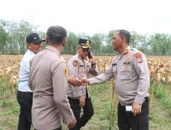 Kapolres Simalungun Lakukan Pengecekan Kesiapan Panen Raya Jagung Serentak Dukung Swasembada Pangan Nasional*