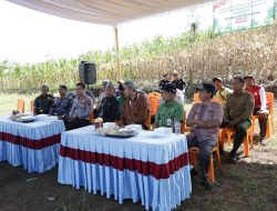 Polri Tunjukkan Komitmen Nyata Dukung Ketahanan Pangan: Polresta Cilacap Panen Raya Jagung Serentak