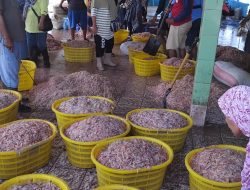 Pasca Sedekah Laut, Nelayan di Cilacap Panen Udang Rebon