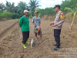 Sinergitas Polri Untuk Masyarakat. Polsek Serbalawan Tanam Jagung Bersama Petani.