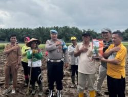 Polsek Tanah Jawa Dukung Penuh Program Ketahanan Pangan. Penanaman Jagung Hibrida di Hatonduhan.