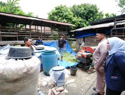 Tinjau Peternakan Kambing, Bupati Batu Bara: Dorong Potensi Ekonomi Lokal dan Produk Susu Berkualitas*