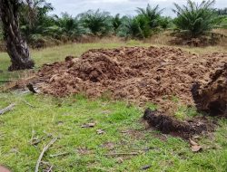 Tanaman Produktif Rusak di Kebun Tinjowan PTPN IV Regional II Diduga Karena Tidak Dirawat