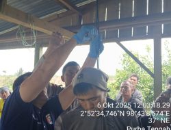 Penemuan Mayat Gantung Diri Di Perladangan Purba Tongah,Reaksi Cepat Polres Simalungun Evakuasi Korban.