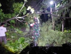 Babinsa Sertu Budi Utomo Sigap Tangani Pohon Tumbang, Akses Warga Simo Kembali Normal
