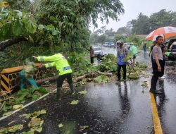 Polsek Jeruklegi Gerak Cepat Tangani Pohon Tumbang di Jalur Jeruklegi – Wangon*