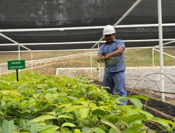 INALUM dan PJT I Perkuat Konservasi Danau Toba Lewat Penanaman Pohon dan Pembibitan Modern*