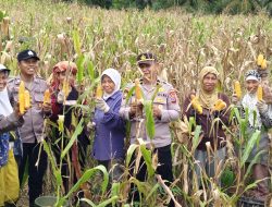 Dukung Ketahanan Pangan Kapolsek Serbelawan Monitoring Panen dan Pemipilan Jagung Petani di Nagori Naga Dolok*