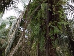 Puluhan Hektare Kebun Sawit PTPN IV Unit Kebun Laras Afdeling 4 Terbengkalai, Diduga Sumbang Kerugian PalmCo2 Desember 2025